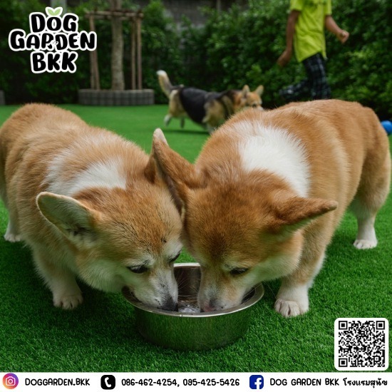 dog boarding bangkok - รับฝากเลี้ยงสุนัข - dog garden bkk