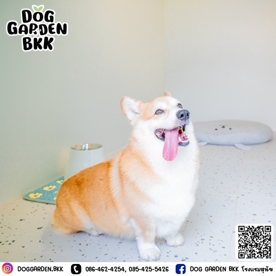 รับฝากสุนัขมีพี่เลี้ยงดูแลตลอด