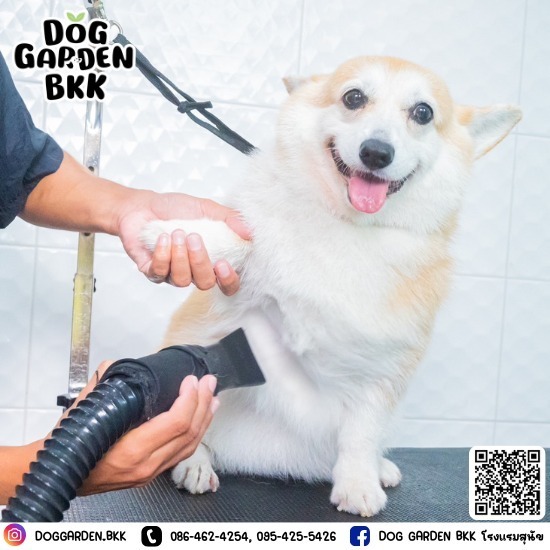 dog grooming bkk