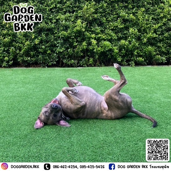 รีวิวโรงแรมหมา - รับฝากเลี้ยงสุนัข - DOG GARDEN BKK รีวิวโรงแรมหมา - รับฝากเลี้ยงสุนัข - DOG GARDEN BKK