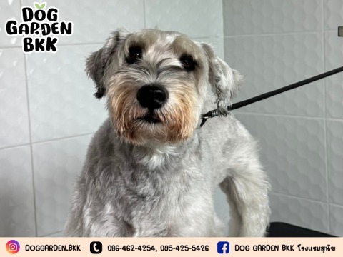 รับฝากดูแลหมาช่วงเจ้าของไม่อยู่