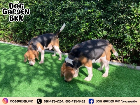 รับฝากสุนัขในกรุงเทพ