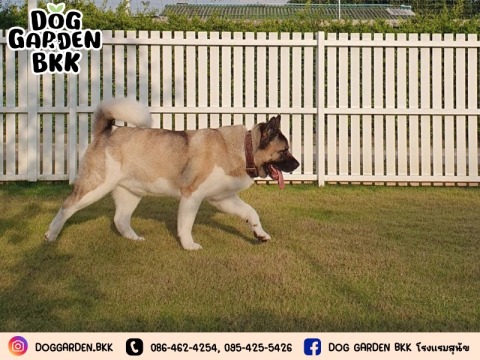 รับฝากสุนัขพร้อมที่พักและอาหาร