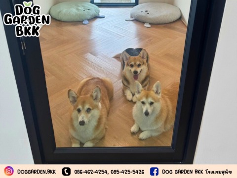 รับฝากหมาไม่ขังกรง