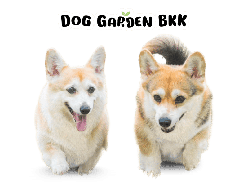 รับฝากเลี้ยงหมาตัวเล็ก กรุงเทพราคาถูก