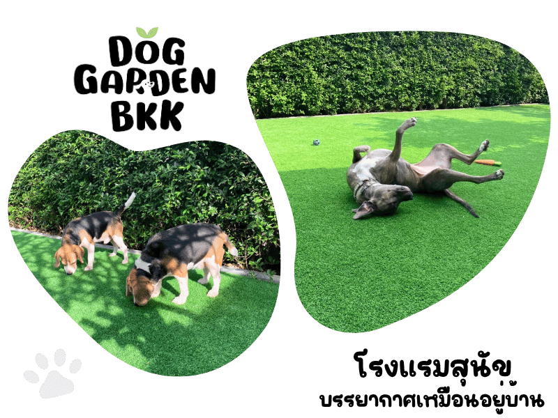 โรงแรมสุนัข หมาเล็กกรุงเทพ